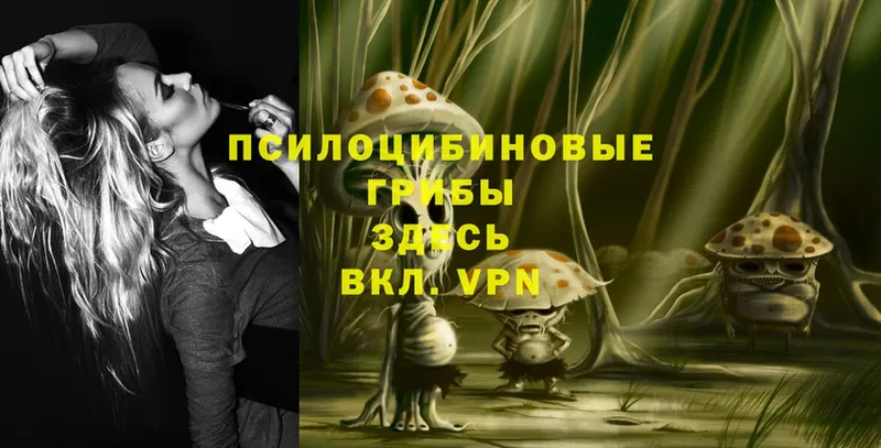 Галлюциногенные грибы Psilocybe  где можно купить   Красный Сулин 